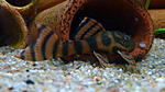 Panaqolus. L-397