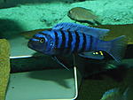 etriaclima tarakiki.