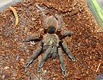 Ephebopus Cyanognathus