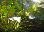 Guppy White pearl
