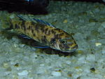 etriaclima tarakiki.