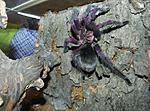 Pamphobeteus sp. "platyomma"
