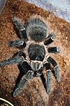 Lasiodora Parahybana