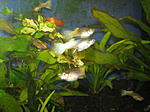 Guppy White pearl
