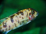 etriaclima tarakiki.