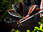 DSCF1695
