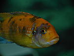 Metriaclima estherae OB