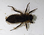   . 
 Libellulidae   .