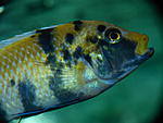Metriaclima estherae OB