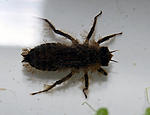   . 
 Libellulidae   .