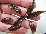 IMG 3917[1]