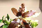 Bucephalandra sp.???
