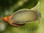 Limnaea