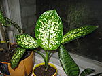 IMG 0015