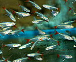 Prionobrama filigera 2