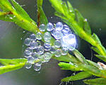     Fontinalis hypnoides