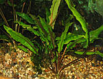 cryptocoryne lutea3
