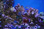 unknown chromis sp + desease