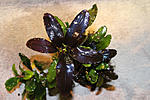 Bucephalandra sp. ???