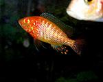 Aulonocara Orchidea Red albino ( )