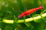 IMG 7085 600