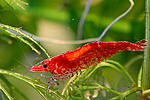 IMG 7086 600
