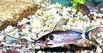 Mystus micracanthus