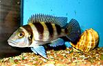 Neolamprologus tretocephalus