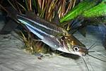 Mystus vittatus02