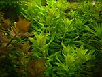 Pogostemon stellatus "Narrow Leaf"