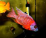 Aulonocara super Red