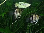 PIC 0973