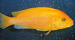 Tropheops gold