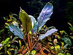 motleyana Padawan