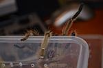  Lampropelma violaceopes