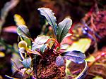 Flora1