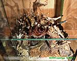 2014 05 08 H.gigas (rehous) 004 TM