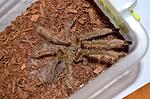 Lampropelma violaceopes 
