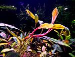 Gost Long leaf