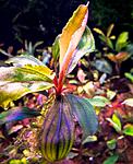 Gost Long leaf1