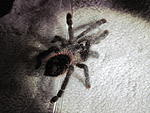 Avicularia sp.Amazonica