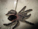Avicularia sp.Amazonica