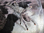 Avicularia sp.Amazonica