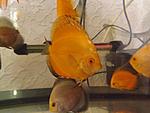 DSCF2461