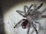 Avicularia sp.Amazonica