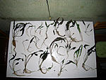 IMG 4097