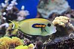 ACANTHURUS OLIVACEUS 1