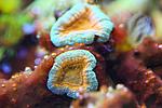 LOBOPHYLLIA SP 8