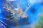 PTEROIS VOLITANS (2)