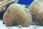 SARCOPHYTON SPP 13